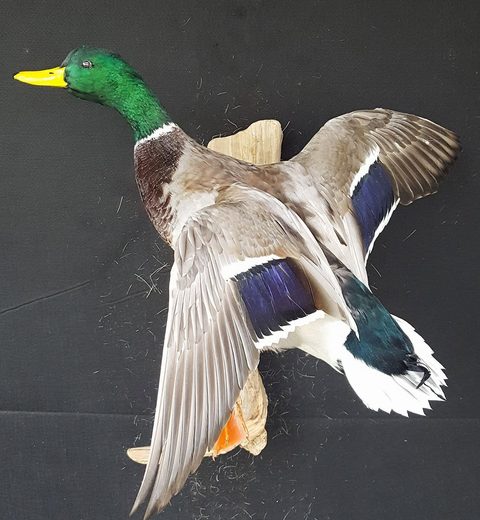 Mallard – Flying – waterfowl taxidermy by Jason's Taxidermy