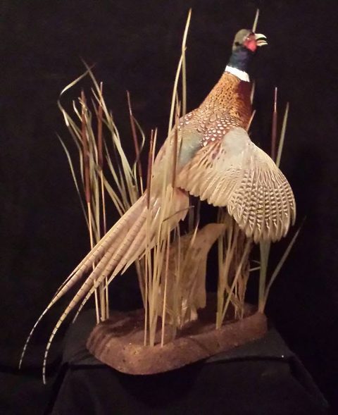 upland game bird taxidermy by Jason's Taxidermy