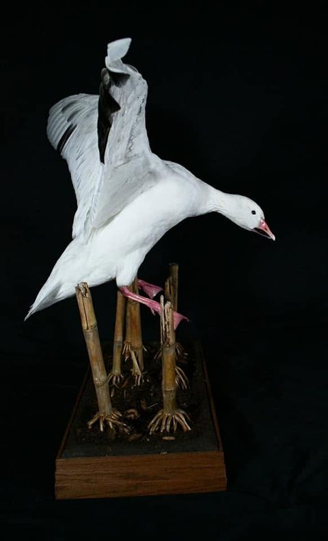 Snow Goose – Landing – waterfowl taxidermy by Jason's Taxidermy