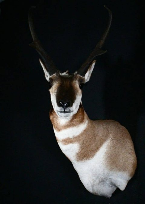 big game taxidermy by Jason's Taxidermy