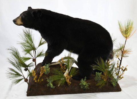 big game taxidermy by Jason's Taxidermy