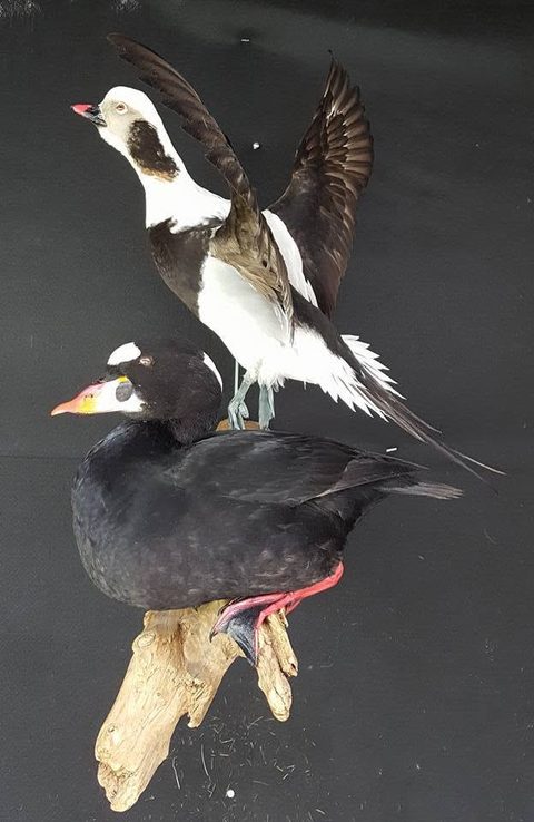 Long-tailed Duck & Surf Scoter – waterfowl taxidermy by Jason's Taxidermy