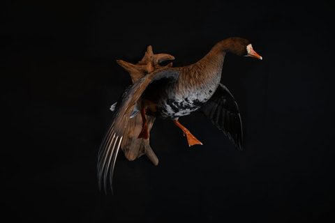 Specklebelly Goose – Flying – waterfowl taxidermy by Jason's Taxidermy
