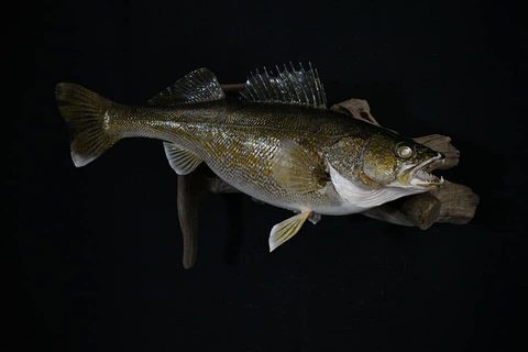 fish taxidermy by Jason's Taxidermy