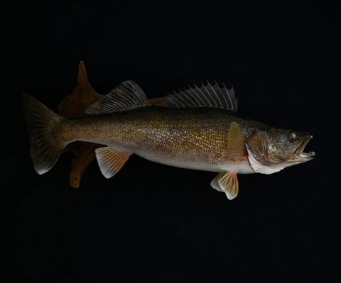fish taxidermy by Jason's Taxidermy