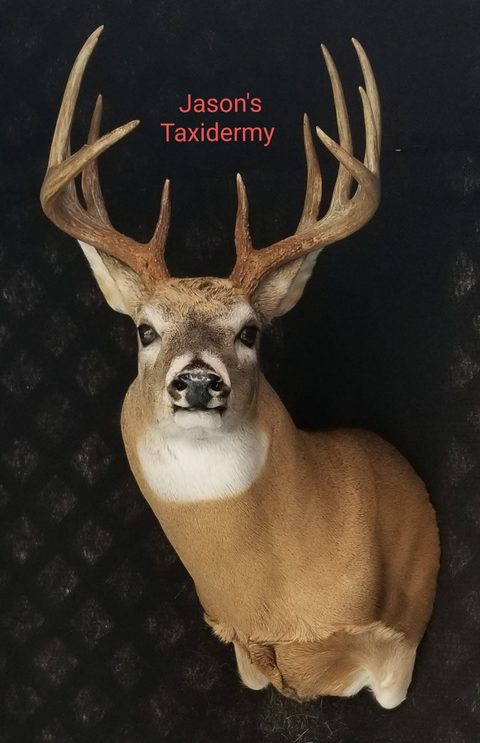 whitetail deer taxidermy by Jason's Taxidermy