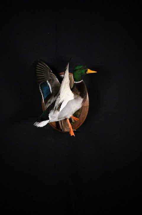 Mallard – Flying – waterfowl taxidermy by Jason's Taxidermy