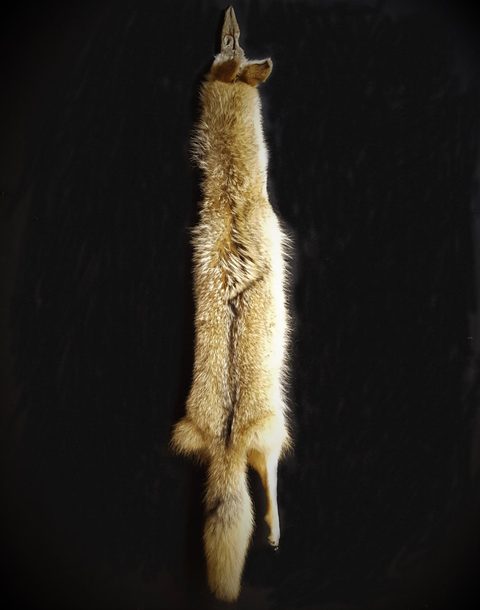 furbearer taxidermy by Jason's Taxidermy