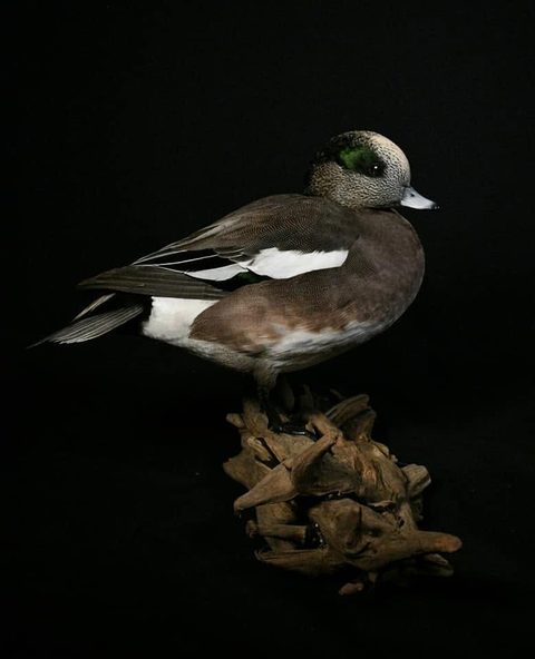 Wigeon – Standing – waterfowl taxidermy by Jason's Taxidermy