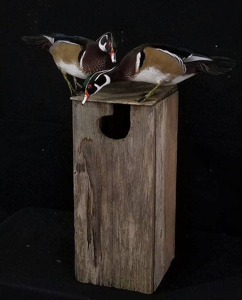 Wood Ducks – Nest Box – waterfowl taxidermy by Jason's Taxidermy