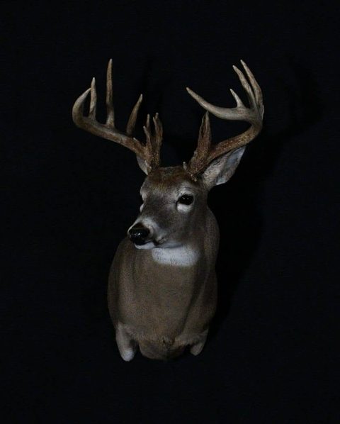 whitetail deer taxidermy by Jason's Taxidermy