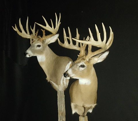 whitetail deer taxidermy by Jason's Taxidermy
