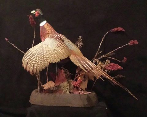 upland game bird taxidermy by Jason's Taxidermy
