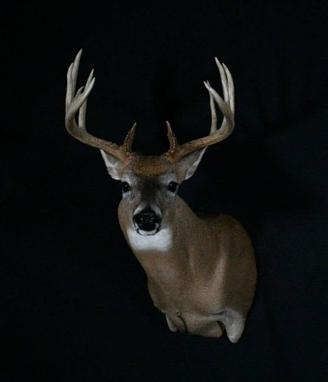 whitetail deer taxidermy by Jason's Taxidermy