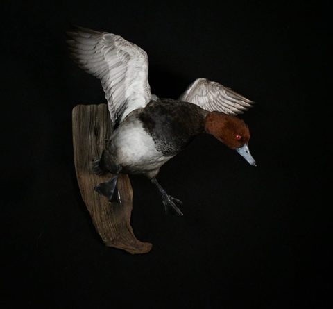 Redhead – Flying – waterfowl taxidermy by Jason's Taxidermy