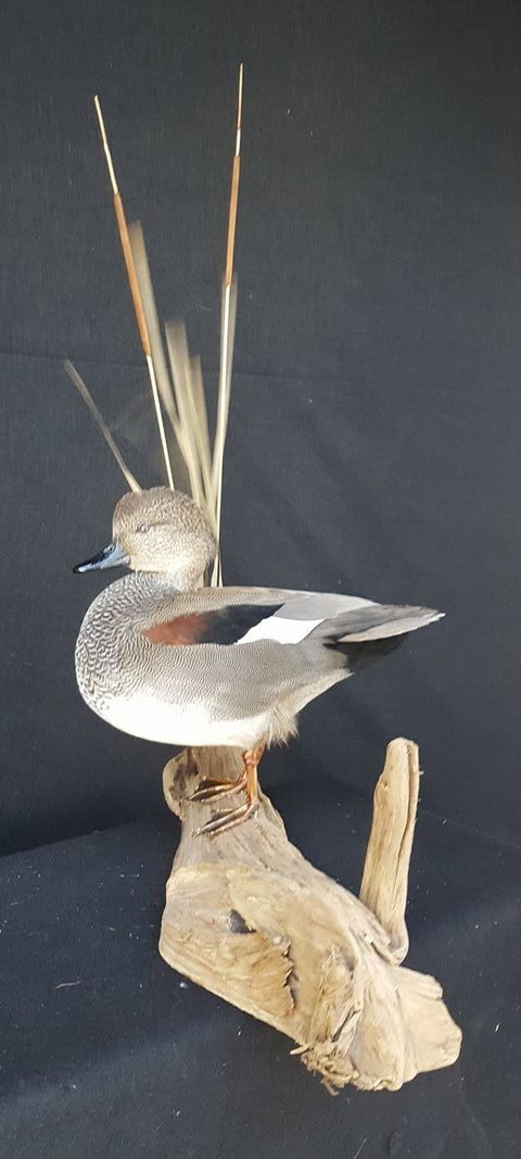 Wigeon – Standing – waterfowl taxidermy by Jason's Taxidermy