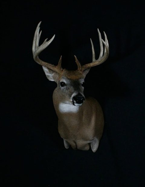 whitetail deer taxidermy by Jason's Taxidermy