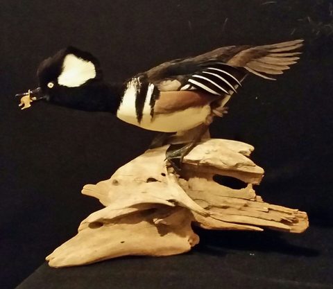 Hooded Merganser – waterfowl taxidermy by Jason's Taxidermy