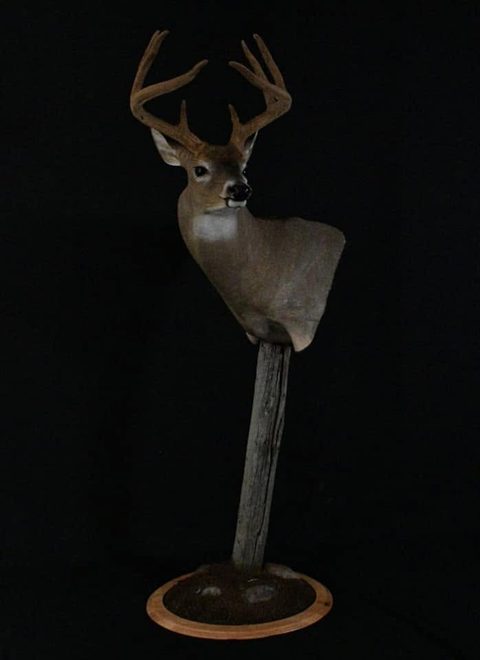 whitetail deer taxidermy by Jason's Taxidermy