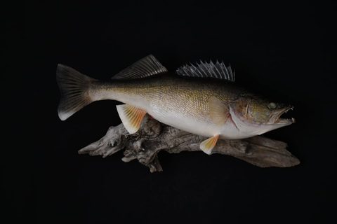 fish taxidermy by Jason's Taxidermy