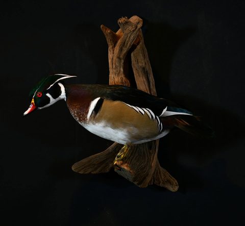 Wood Duck – Standing – waterfowl taxidermy by Jason's Taxidermy