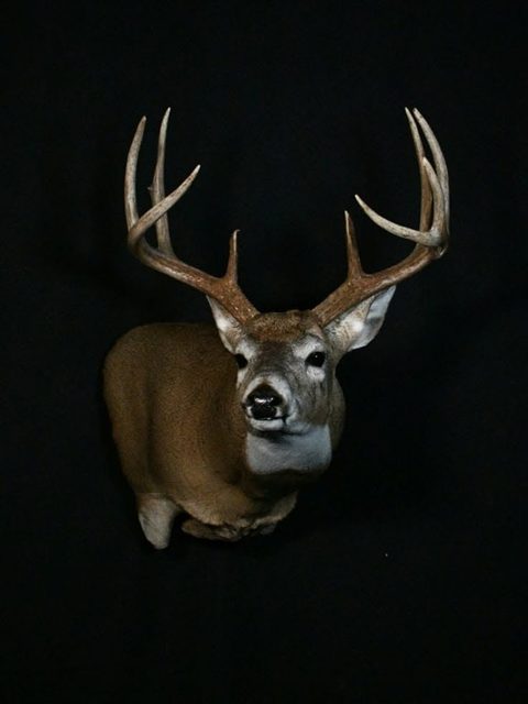 whitetail deer taxidermy by Jason's Taxidermy