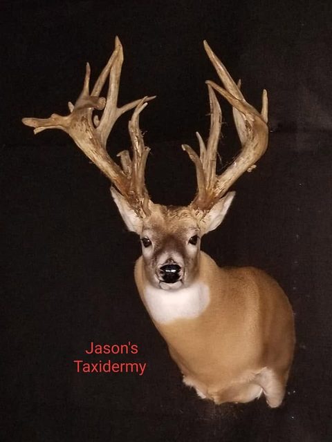 whitetail deer taxidermy by Jason's Taxidermy