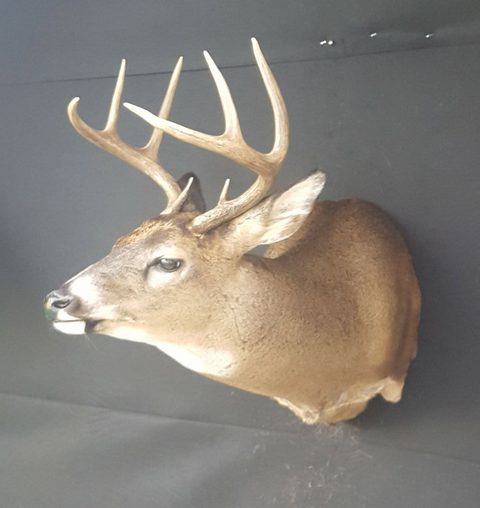 whitetail deer taxidermy by Jason's Taxidermy