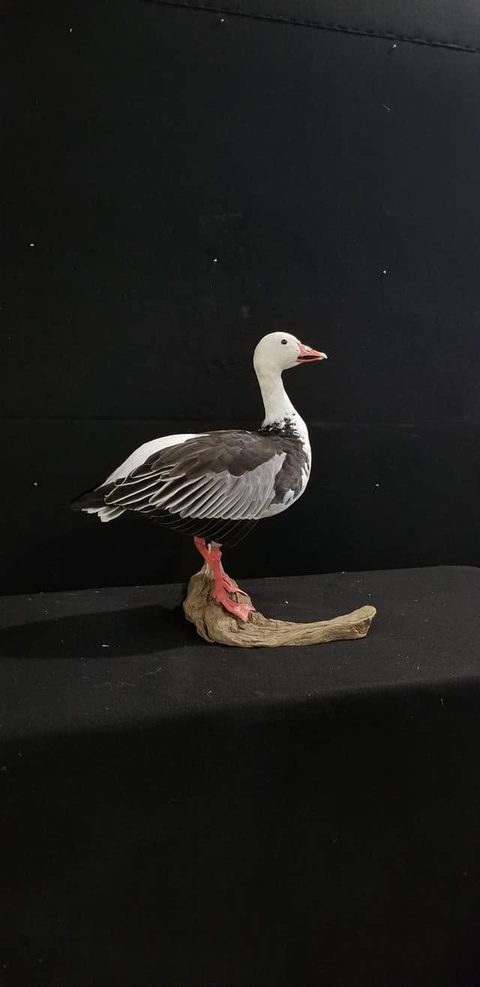 Blue Goose – Standing – waterfowl taxidermy by Jason's Taxidermy