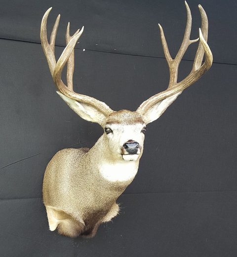 whitetail deer taxidermy by Jason's Taxidermy