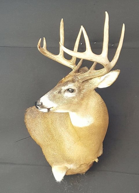 whitetail deer taxidermy by Jason's Taxidermy