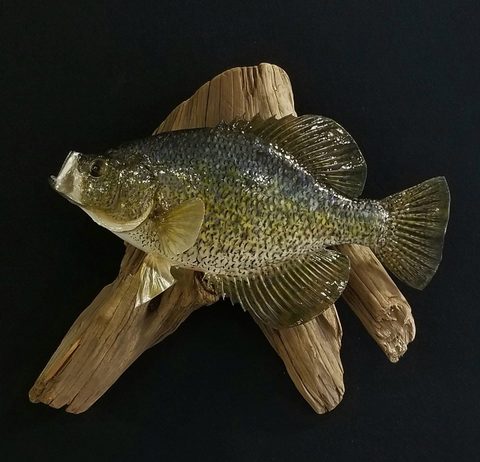 fish taxidermy by Jason's Taxidermy