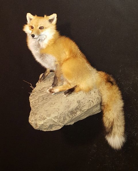 furbearer taxidermy by Jason's Taxidermy