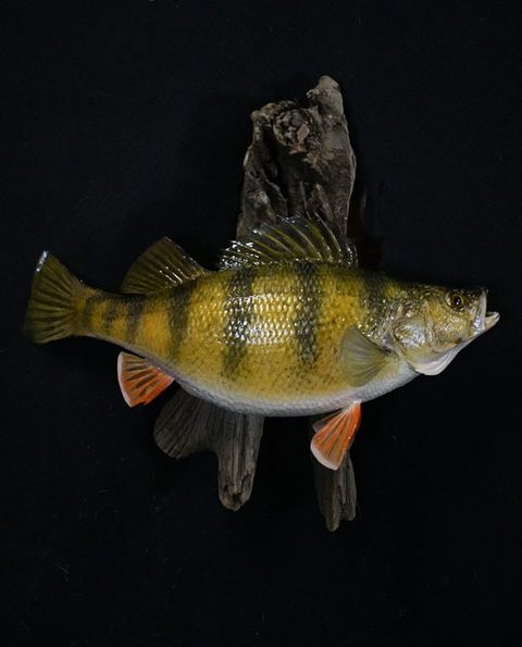 fish taxidermy by Jason's Taxidermy