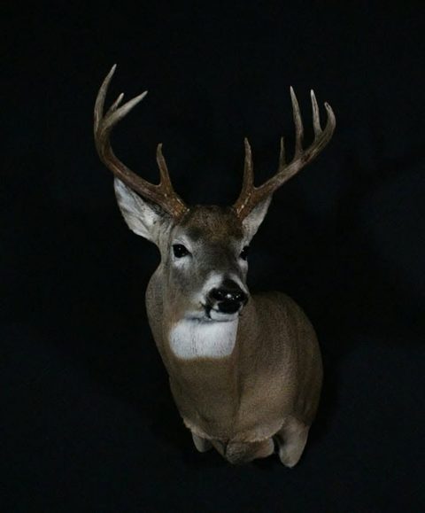 whitetail deer taxidermy by Jason's Taxidermy