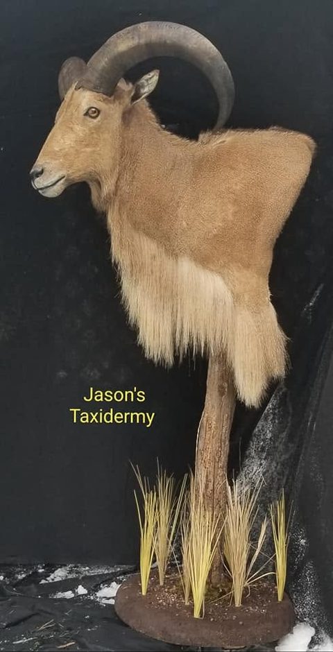 big game taxidermy by Jason's Taxidermy
