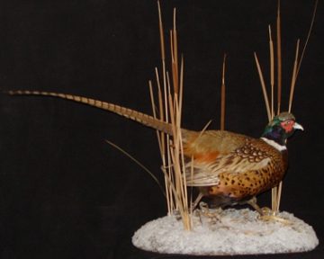 Ring-necked pheasant mount, item #14