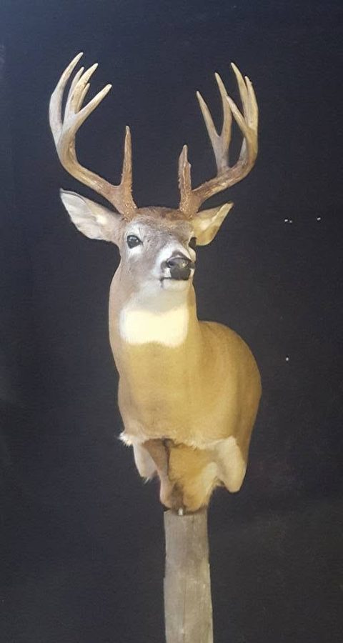 whitetail deer taxidermy by Jason's Taxidermy