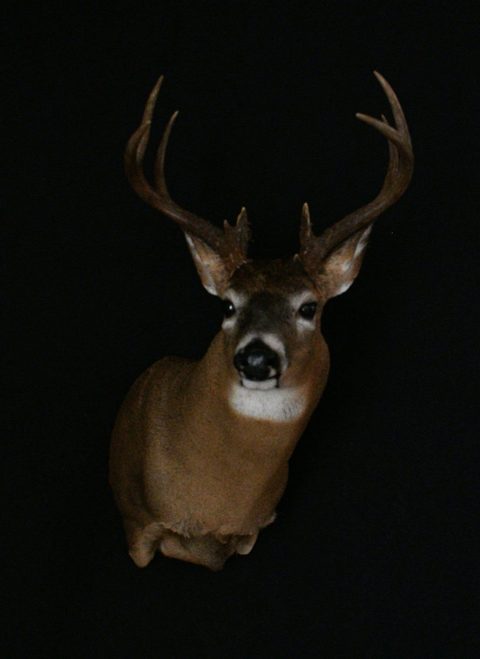 whitetail deer taxidermy by Jason's Taxidermy