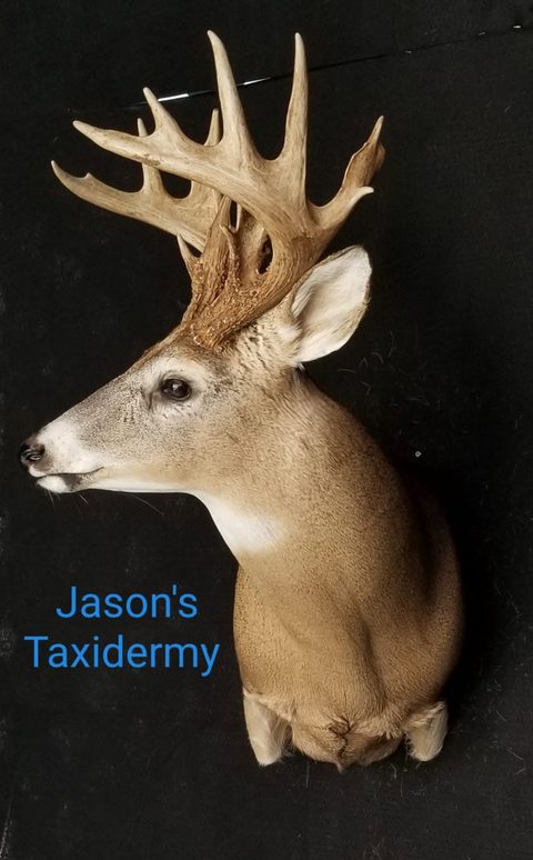 whitetail deer taxidermy by Jason's Taxidermy