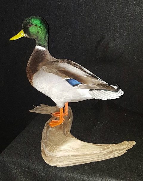 Mallard – Standing – waterfowl taxidermy by Jason's Taxidermy