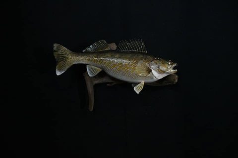 fish taxidermy by Jason's Taxidermy
