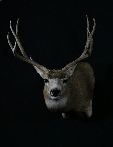 whitetail deer taxidermy by Jason's Taxidermy