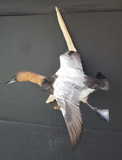 Canvasback – Flying – waterfowl taxidermy by Jason's Taxidermy