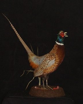Ring-necked pheasant mount, item #26