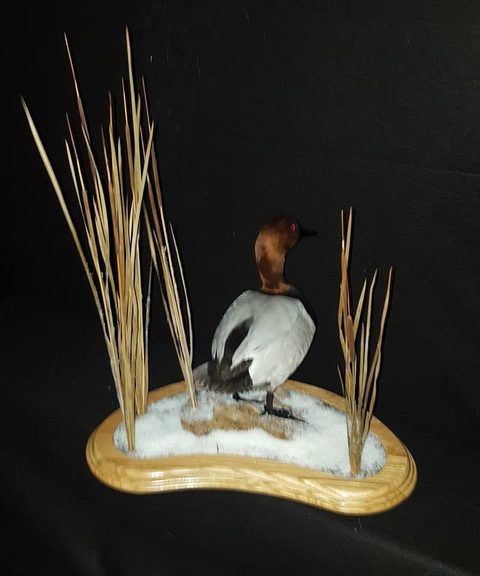 Canvasback – Standing – waterfowl taxidermy by Jason's Taxidermy