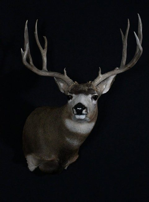 whitetail deer taxidermy by Jason's Taxidermy