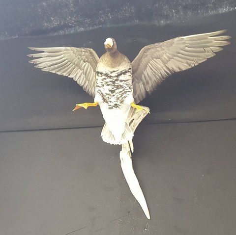 Specklebelly Goose – Flying – waterfowl taxidermy by Jason's Taxidermy