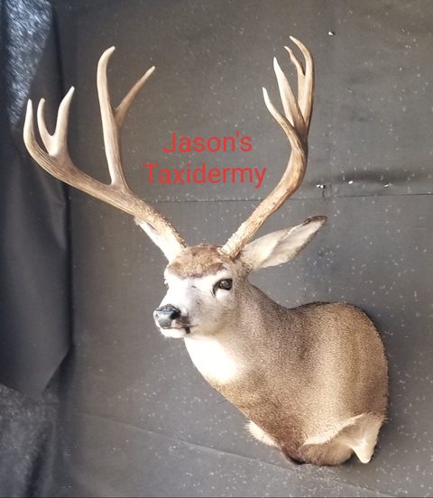 mule deer taxidermy by Jason's Taxidermy