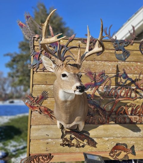 whitetail deer taxidermy by Jason's Taxidermy